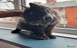 Maine Coon cats for sale: Maincoon boys - Image 4