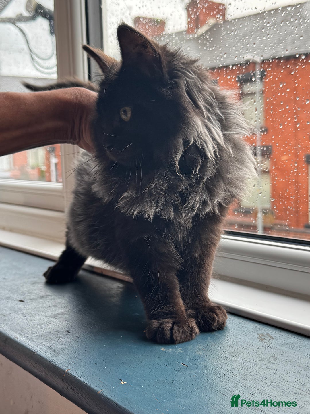 Maine Coon cats for sale: Maincoon boys - Image 4