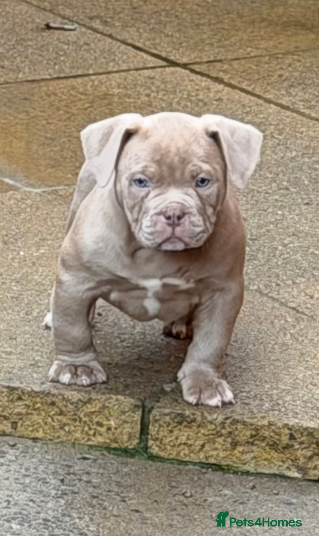 American Bully dogs for sale: American pocket bully 11weeks old  - Advert 1
