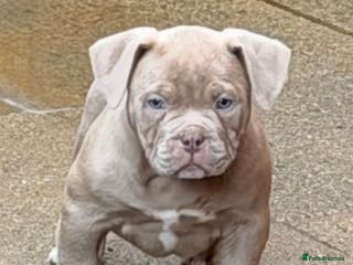 American Bully dogs American pocket bully 11weeks old - Advert 15
