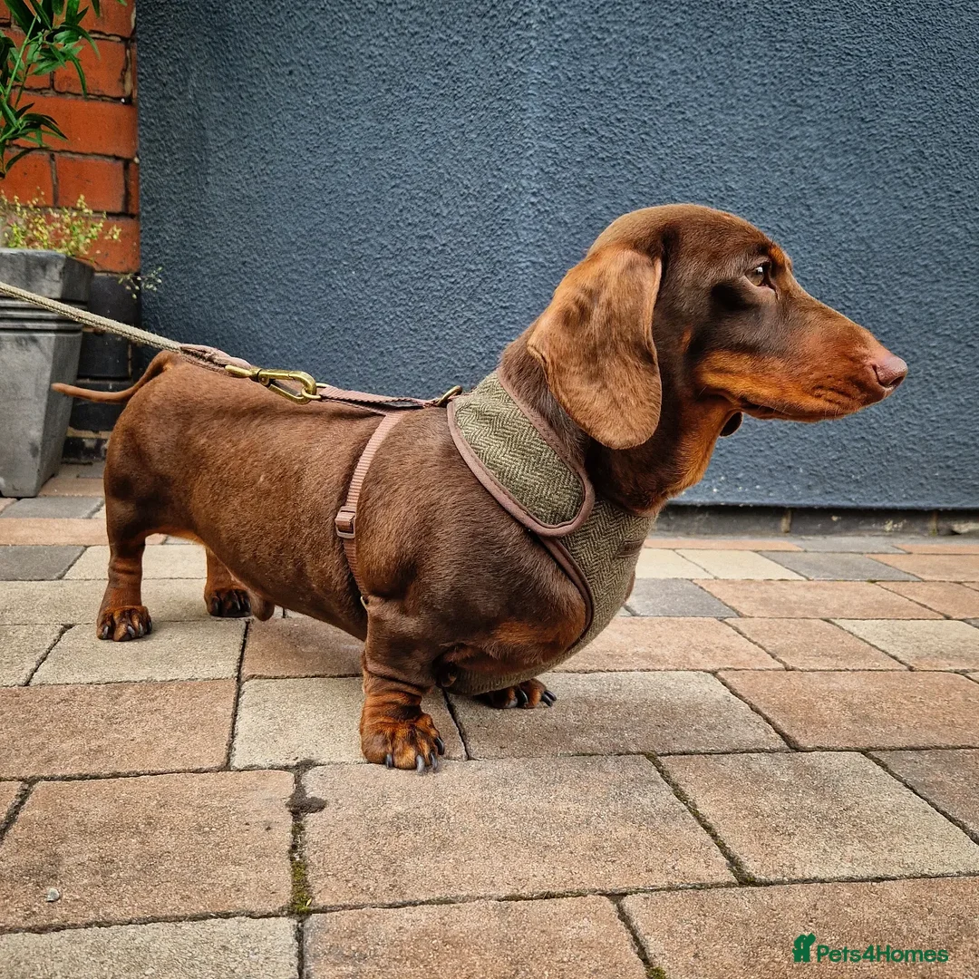 Miniature Dachshund dogs for stud: ** ROGUEROYALES STUD DASH ** PRA Clear in Wolverhampton - Advert 2