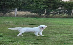 Golden Retriever dogs for sale: Beautiful Golden Retriever Boys – Ready Soon - Image 4