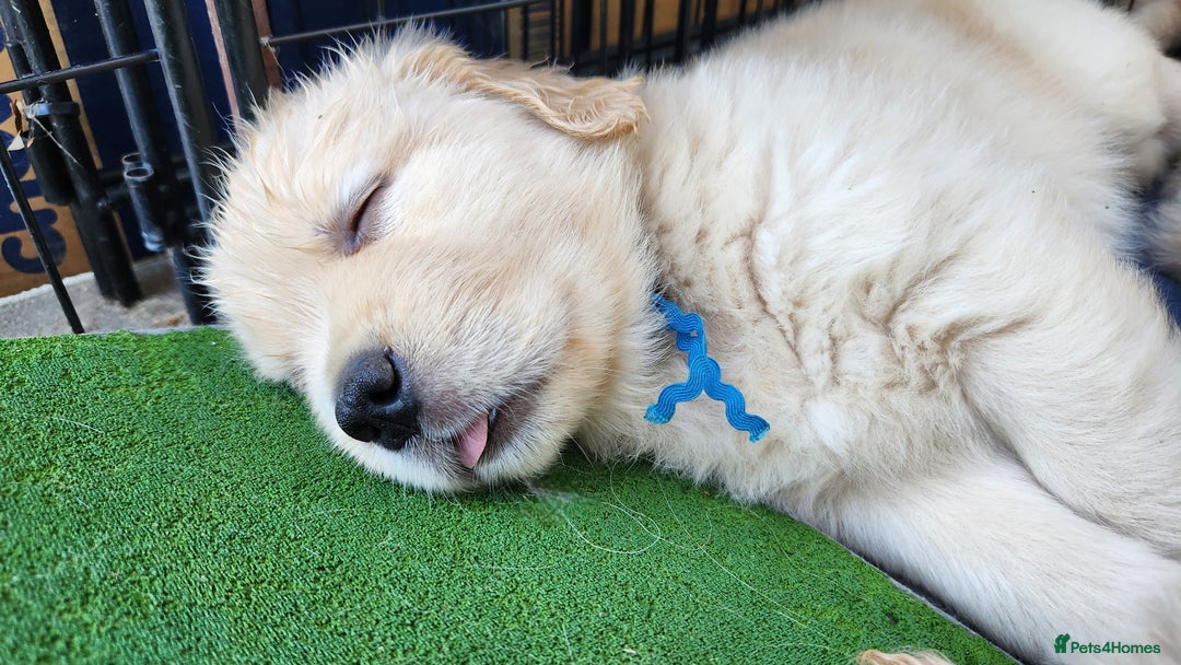 Golden Retriever dogs for sale: Golden Retriever Pups for Sale will be Ready Soon - Image 13