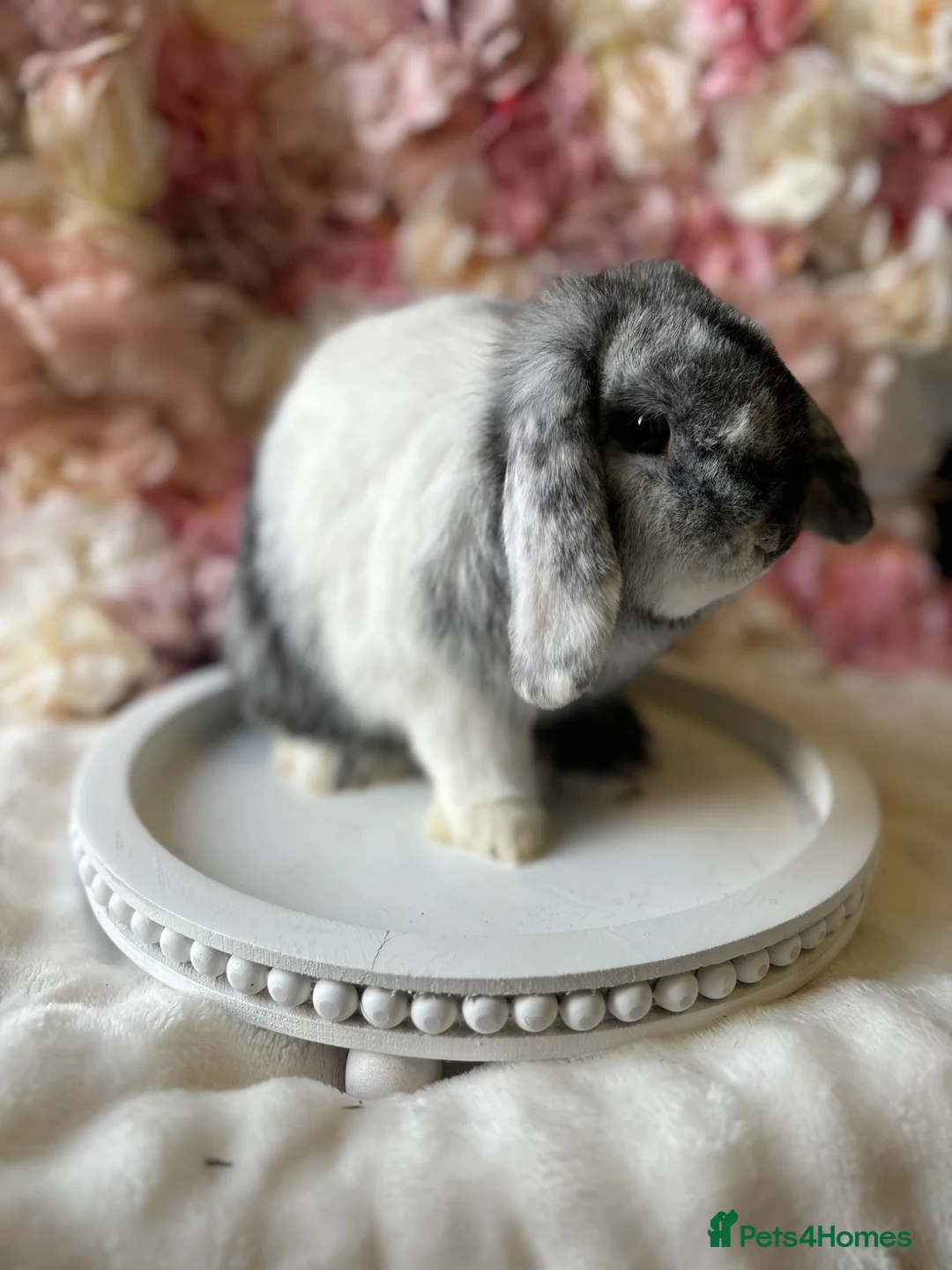 Mini Lop rabbits for sale: Mini lop doe  - Advert 2