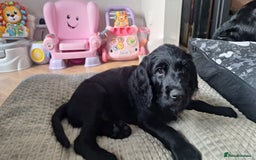 Labradoodle dogs for sale: Labradoodles x2 boys. Alloa - Image 6
