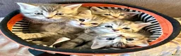 British Shorthair cats for sale: BSH CROSS - Advert 1