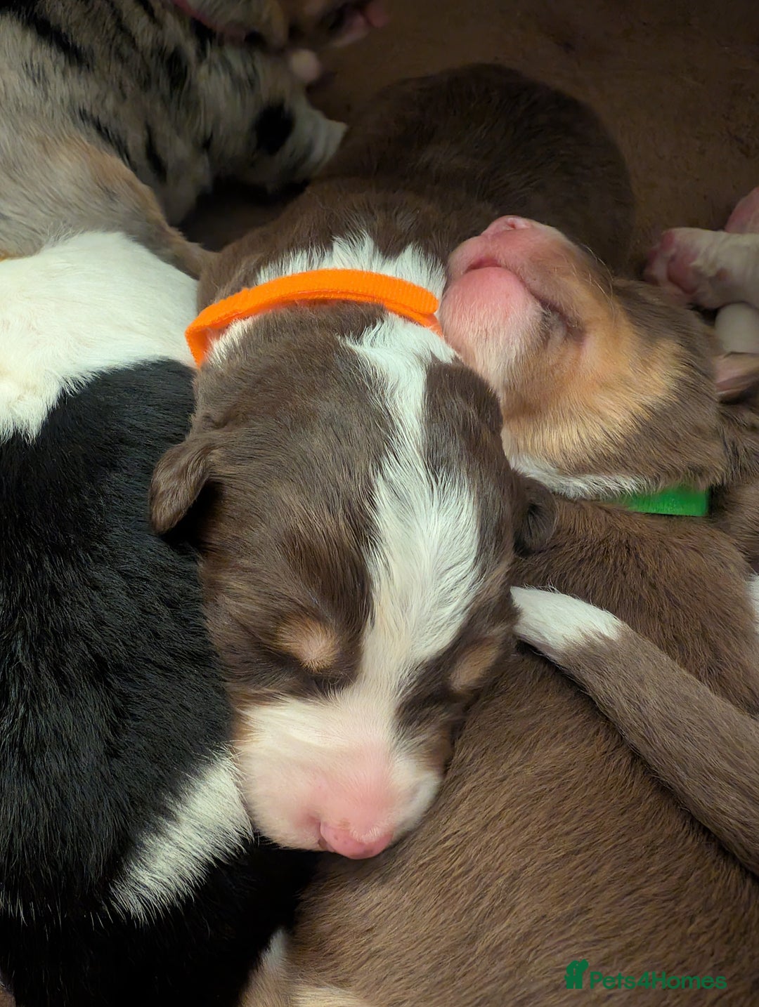 Australian Shepherd dogs for sale: Australian shepherd puppies  - Advert 8