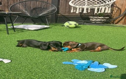 Miniature Dachshund dogs for sale: Chocolate & Tan Girl - Image 4