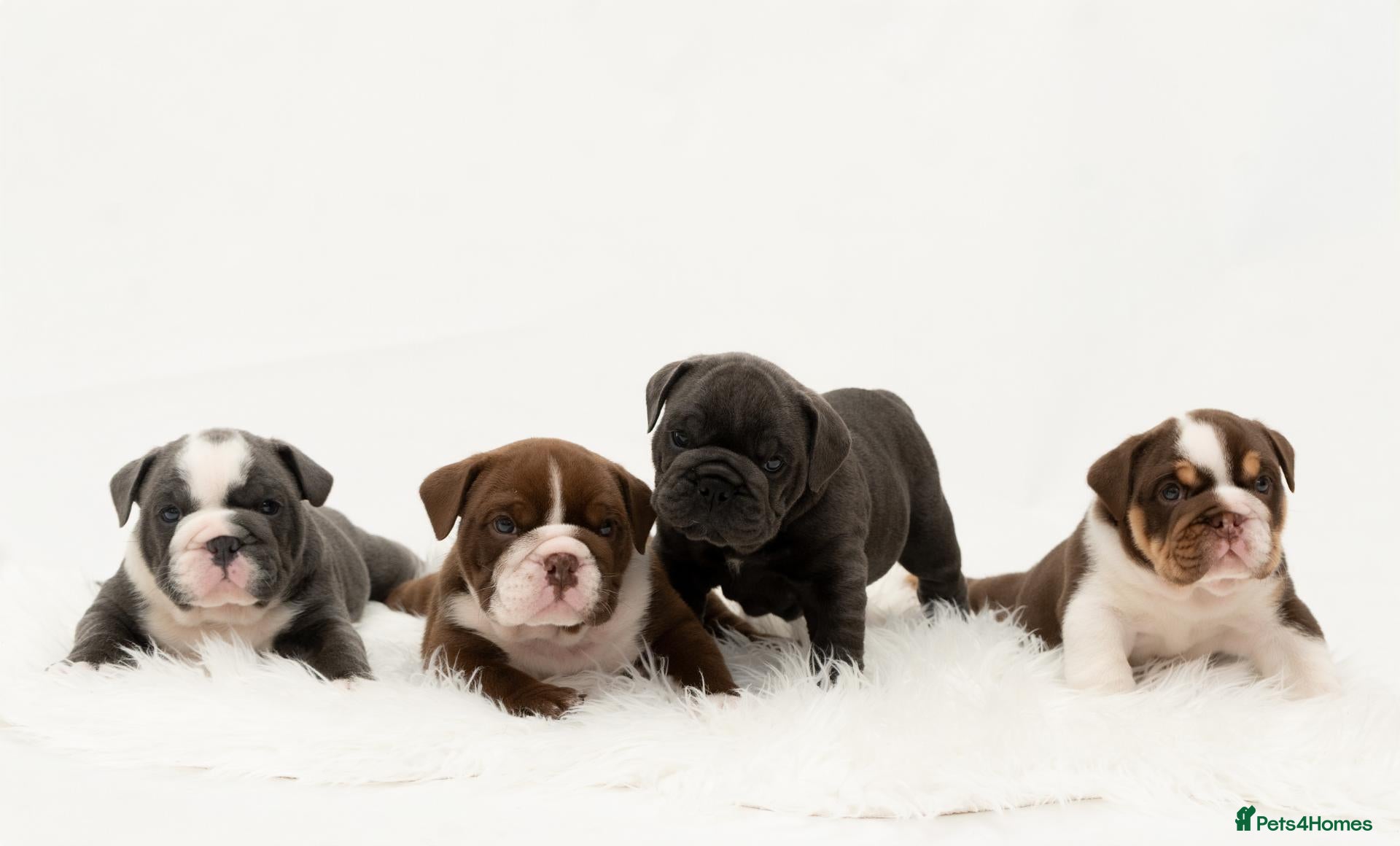 English Bulldog dogs All reserved - request to join our waiting list - Advert 4