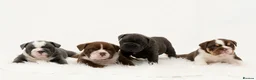 English Bulldog dogs for sale: Snorabulls Top Quality Girls - Advert 12