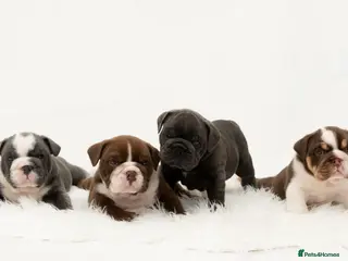 English Bulldog dogs All reserved - request to join our waiting list - Advert 4