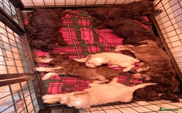 Cockapoo dogs for sale: F1 Chocolate Choc/Tan and Gold Cockapoo Puppies - Image 4