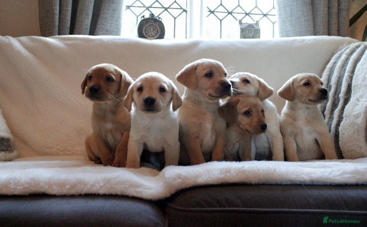 Labrador Retriever dogs - Advert 2