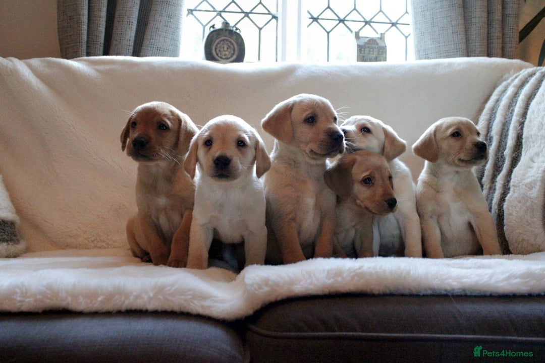 Labrador Retriever dogs for sale: Kc Registered yellow Labrador puppies - Image 14
