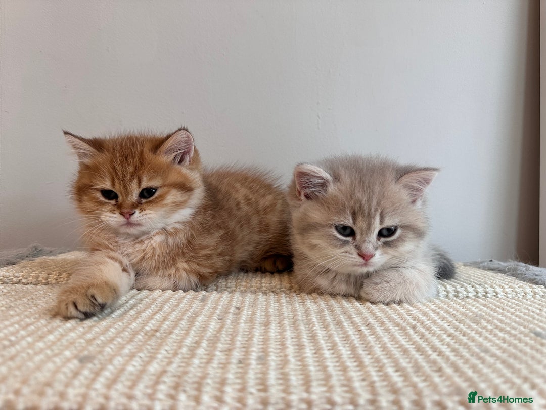 British Shorthair cats for sale: Adorable pedigree GOLDEN shorthair TICA registered - Advert 4