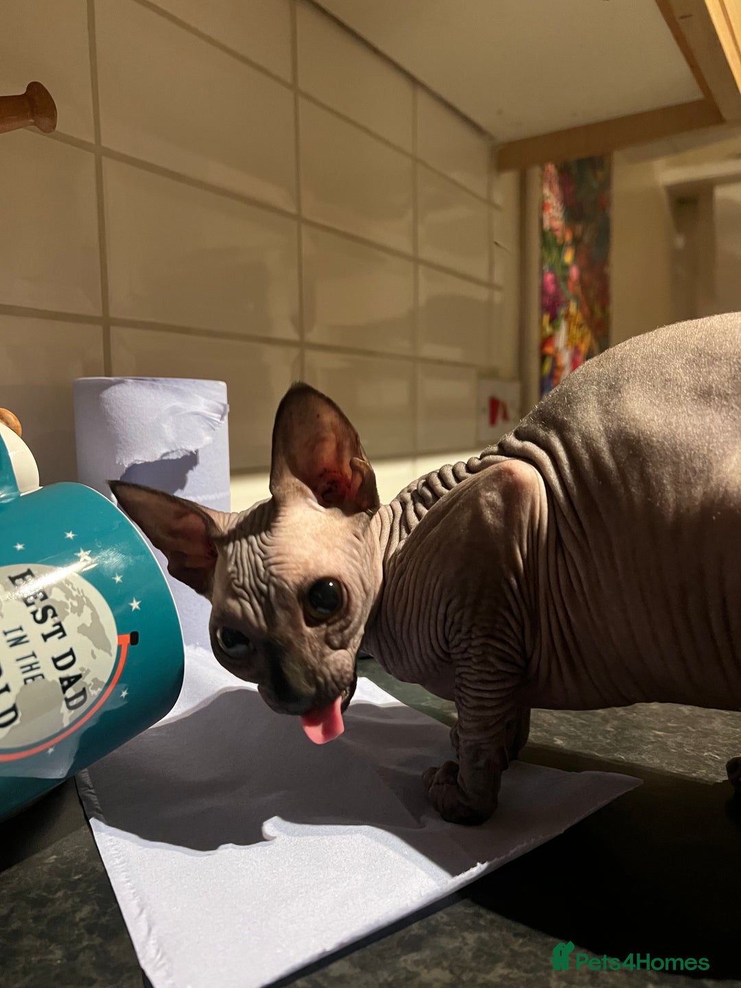Sphynx cats for sale: Sphynx girl for sale - Advert 3