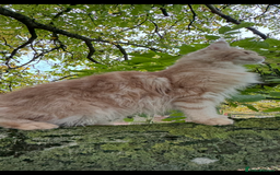 Maine Coon cats for sale: Beautiful female Maine Coone - Image 5