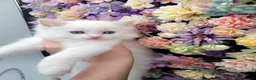 Ragdoll cats for sale: Purebred registered Ragdolls in Edenbridge - Advert 13