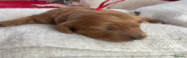 Hazel