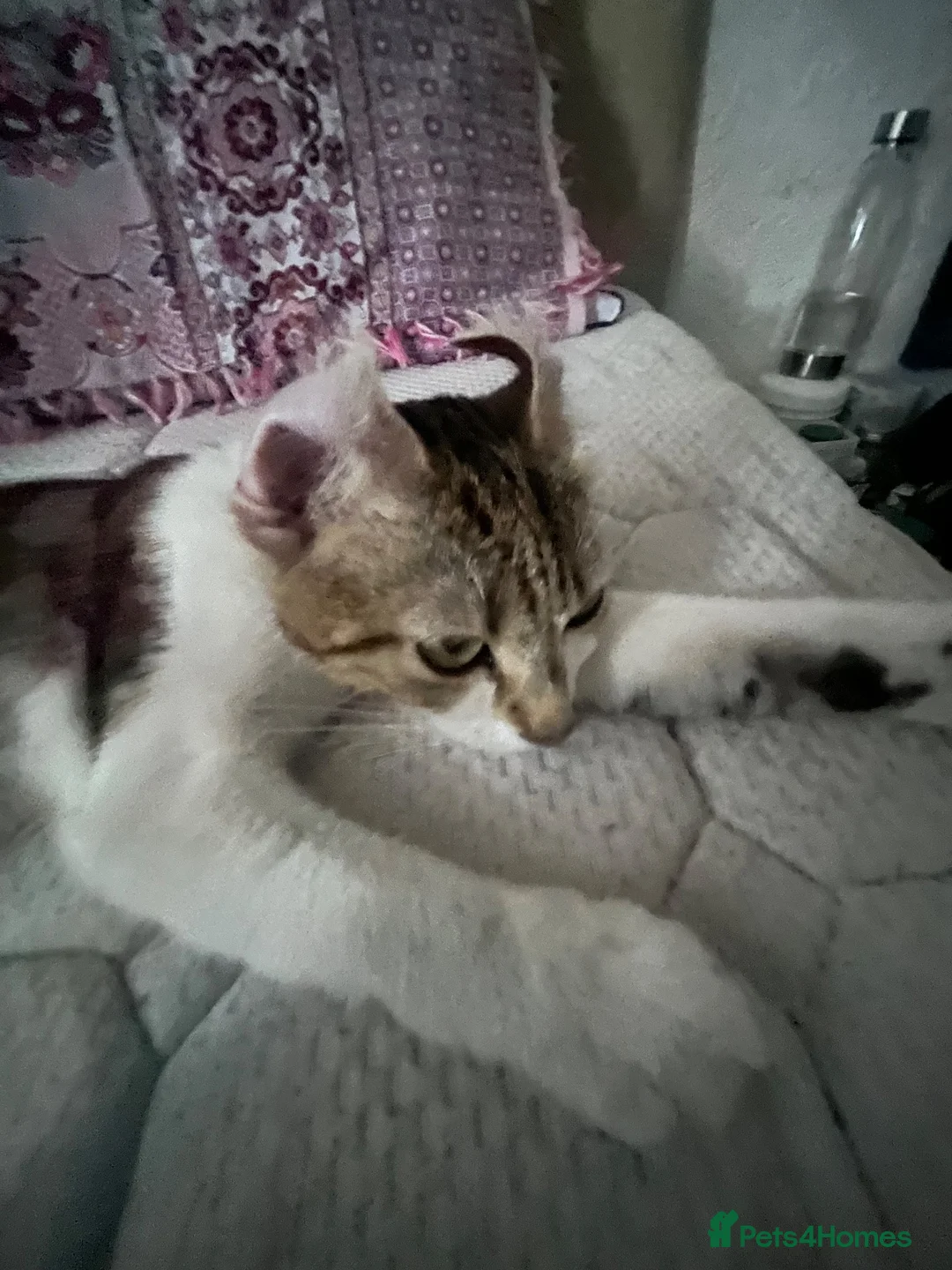 Mixed Breed cats for sale: 2 baby female 1 year male kitten need rehoming!!! - Advert 1