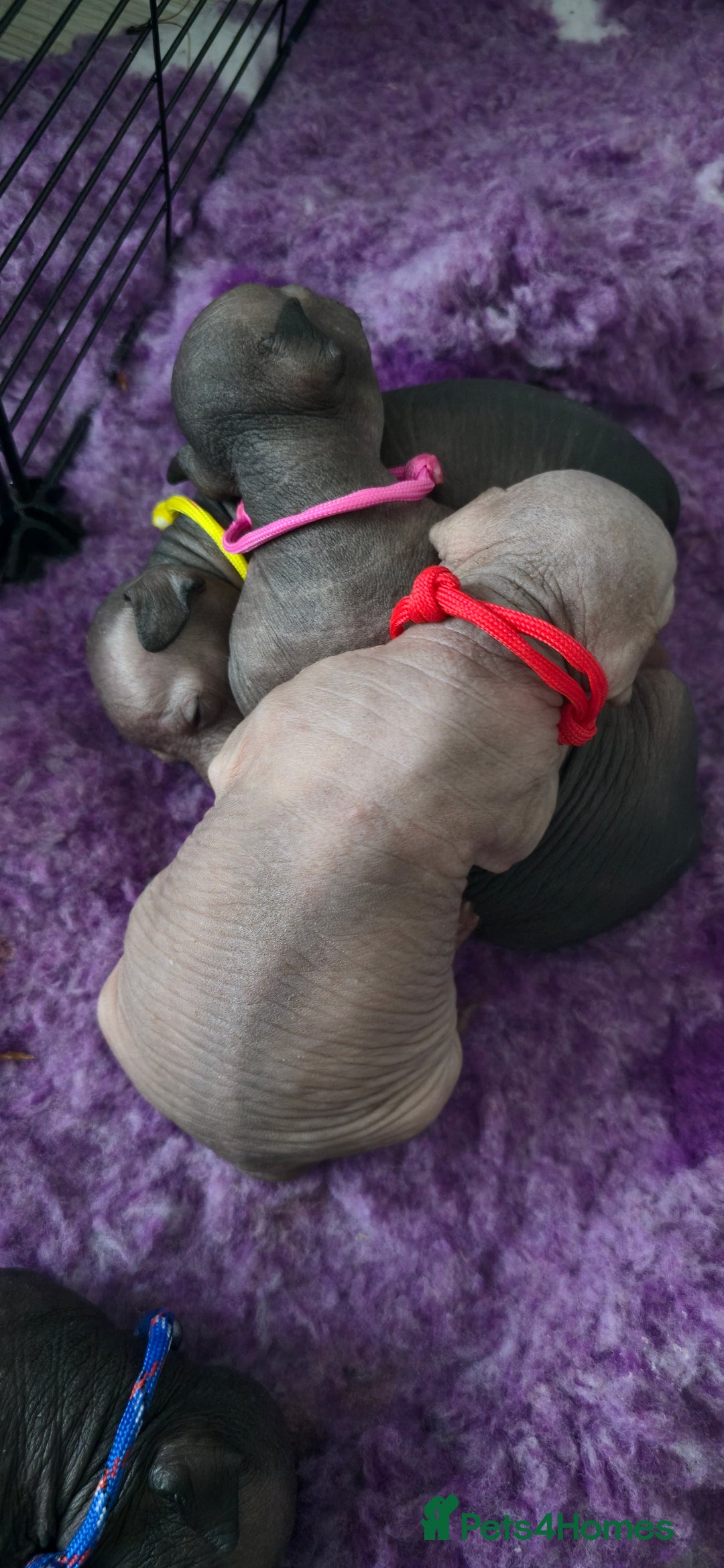 Mexican Hairless dogs for sale: Kc registered Xoloitzcuintle miniature puppies  - Advert 32