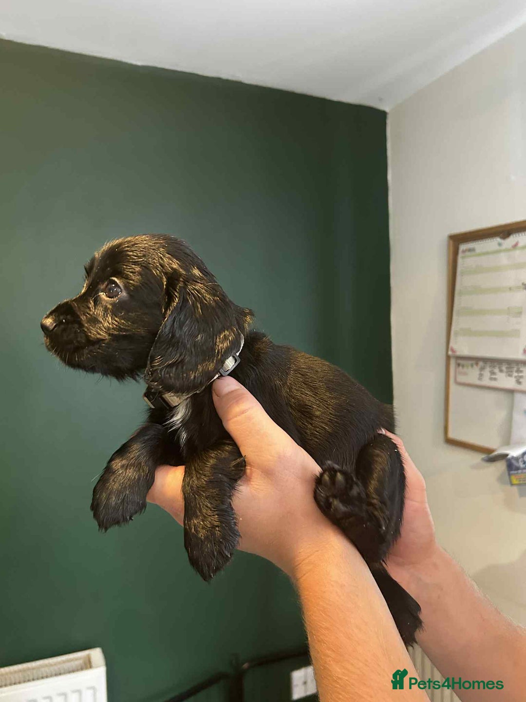 Sprocker dogs for sale: Last lovely little female sprocker available - Image 12