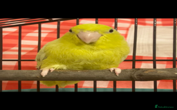 Parrots birds for sale: 2 Male Parrotlets with cage for sale - Image 1