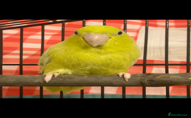 Parrots birds - Advert 1