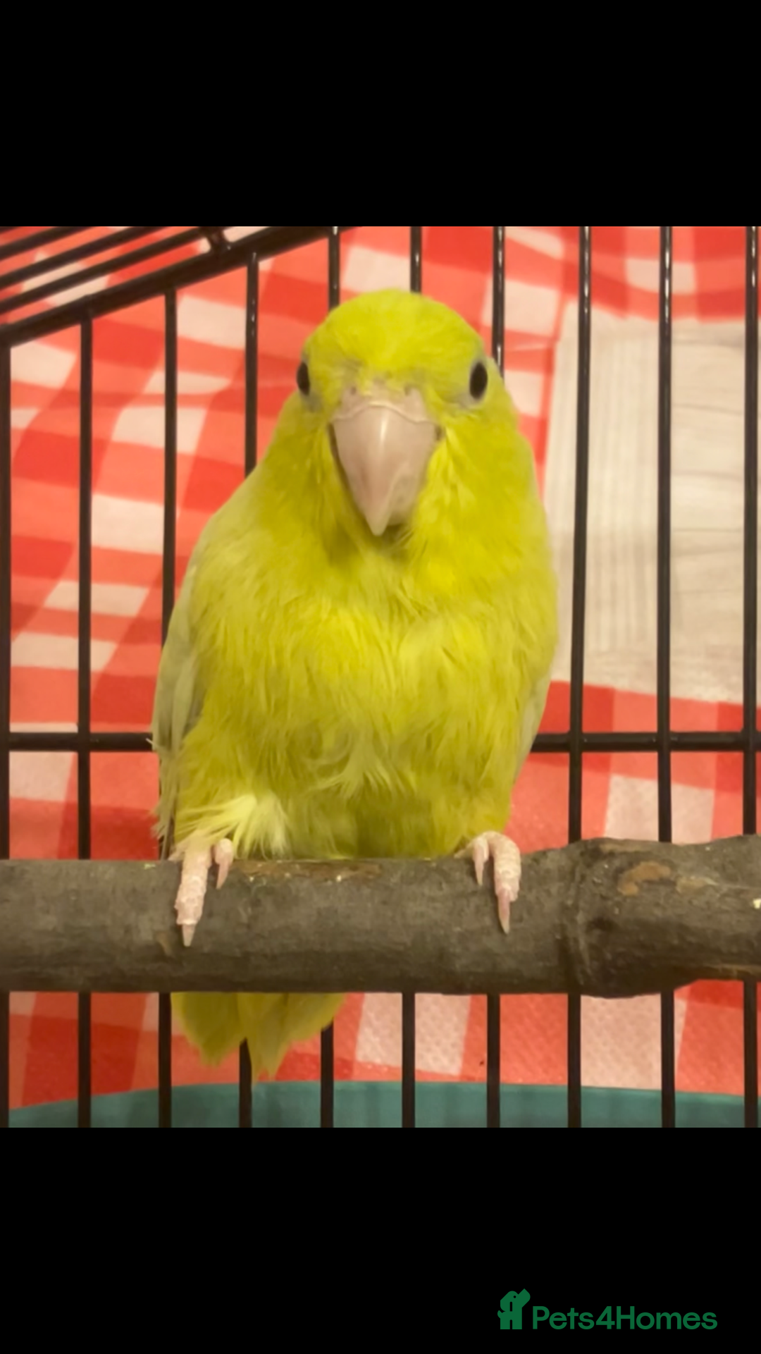 Parrots birds for sale: 2 Male Parrotlets with cage for sale - Image 1