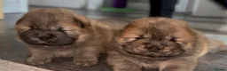 Chow Chow dogs for sale: Chow chow puppies  - Advert 13