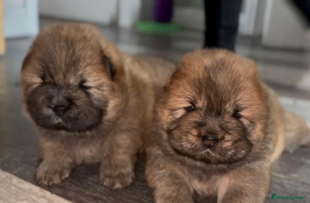 Chow Chow dogs for sale: Chow chow puppies  - Advert 13