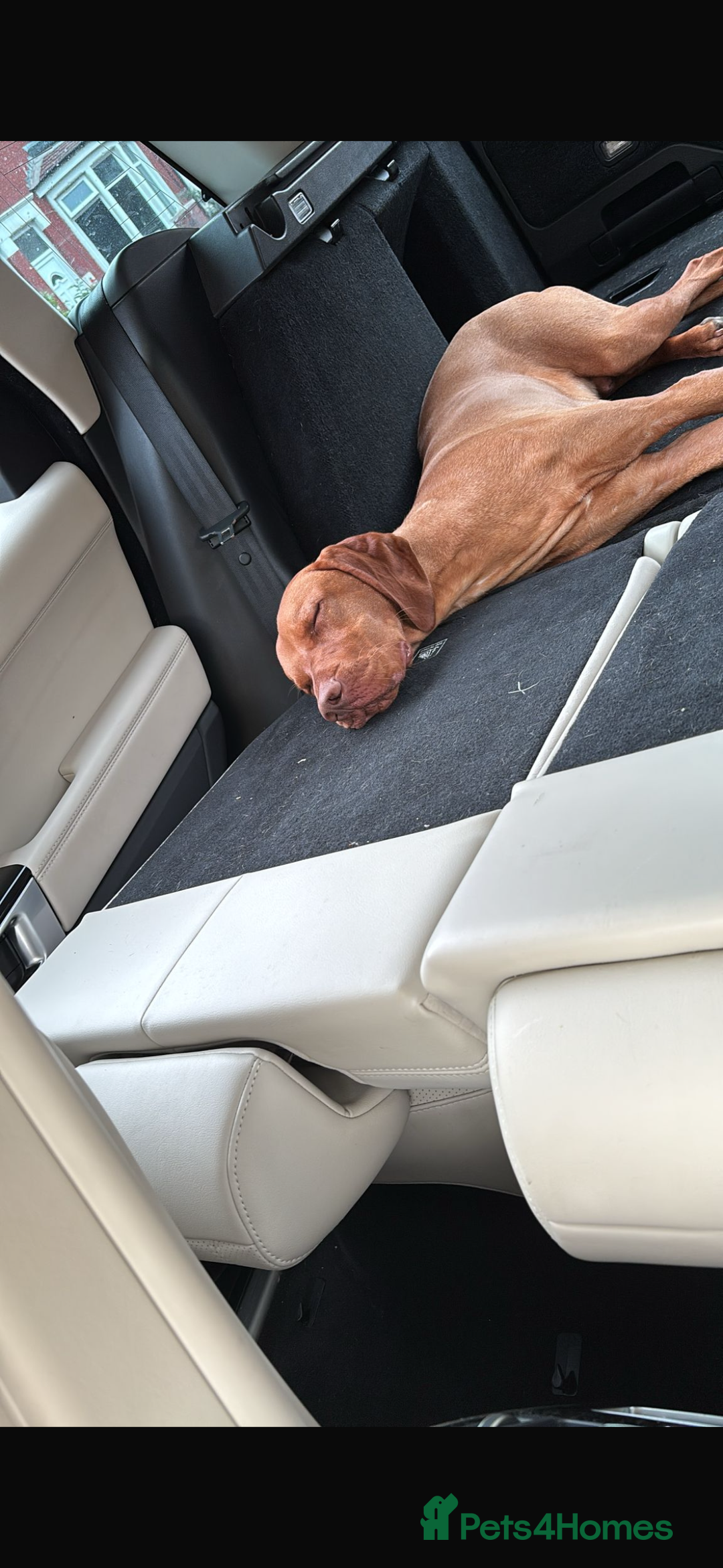 Hungarian Vizsla dogs for sale: Duke the viszla  - Image 3
