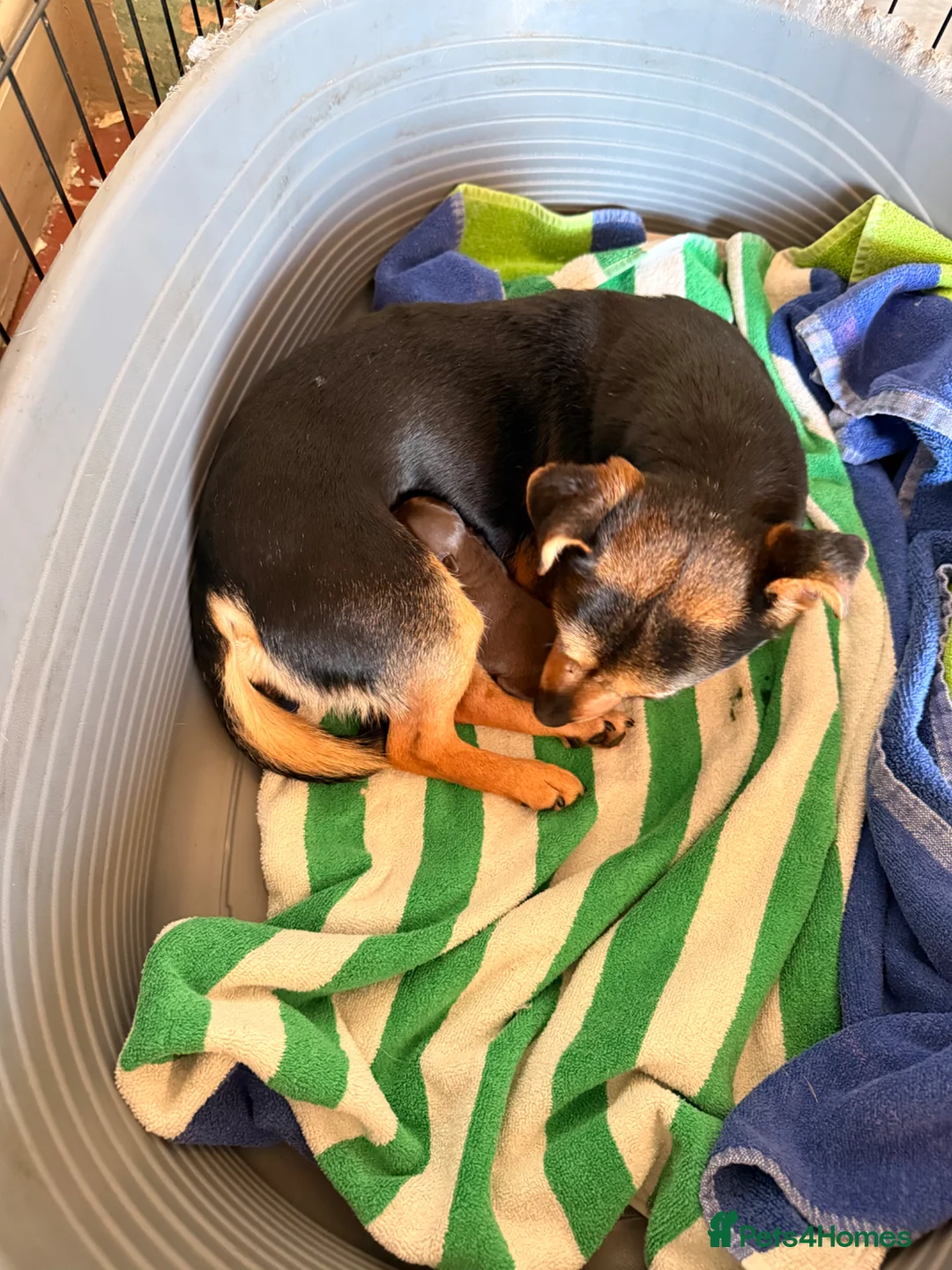 Jack Russell dogs for sale: Chunky playful chocolate brown boy - Advert 6