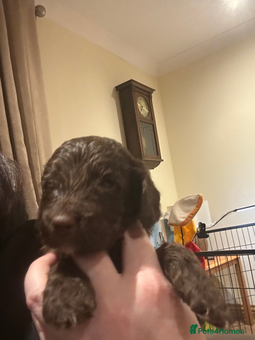 Cockapoo dogs for sale: Cockapoo puppies - Advert 12