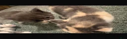 Mixed Breed cats for sale: Beautiful mixed grey kittens - Advert 22
