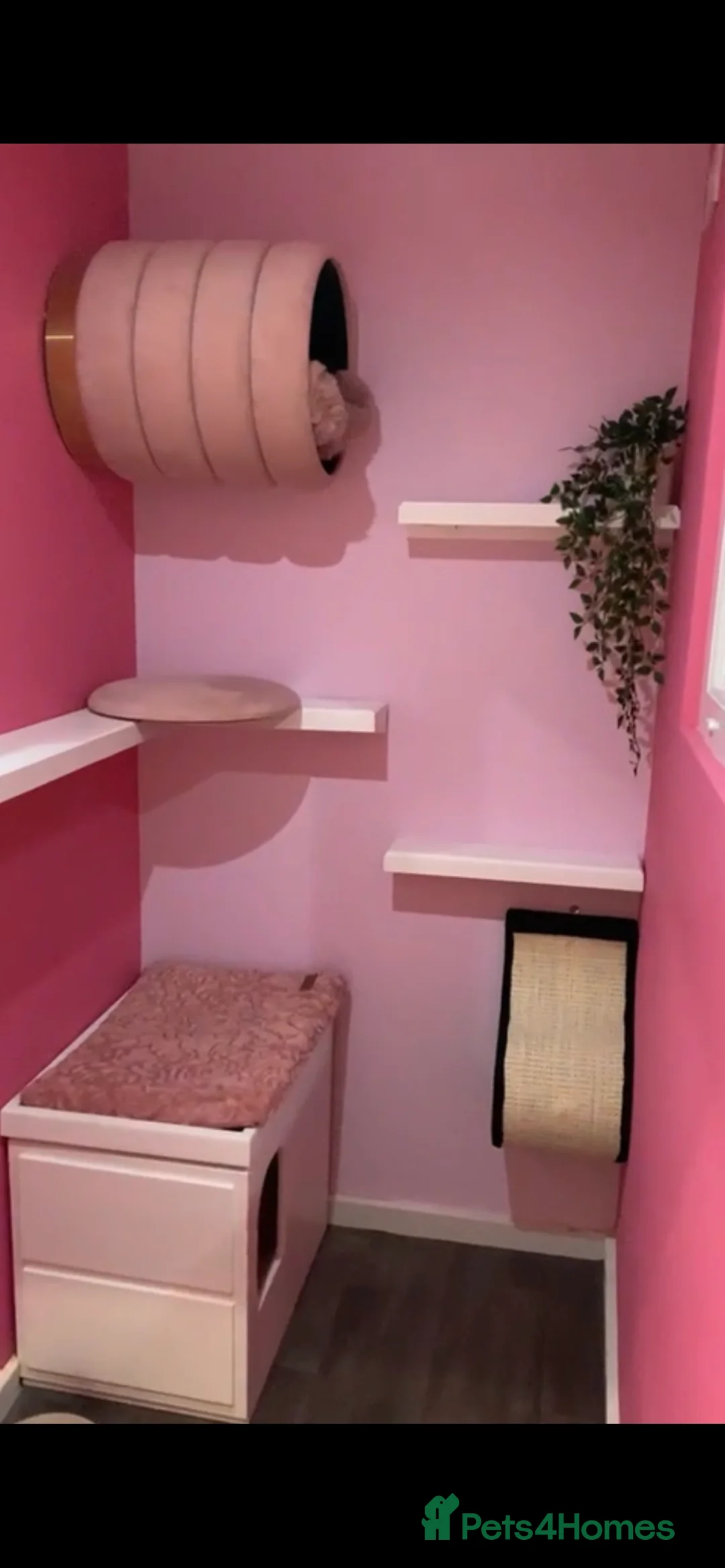 Maine Coon cats for stud: TICA champion and ICWW Maine Coon stud available  in Brighouse - Advert 27