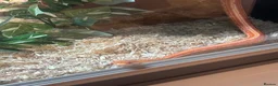 Corn Snake reptiles for sale: Juvenile Amel Tessera Corn Snake - Advert 8