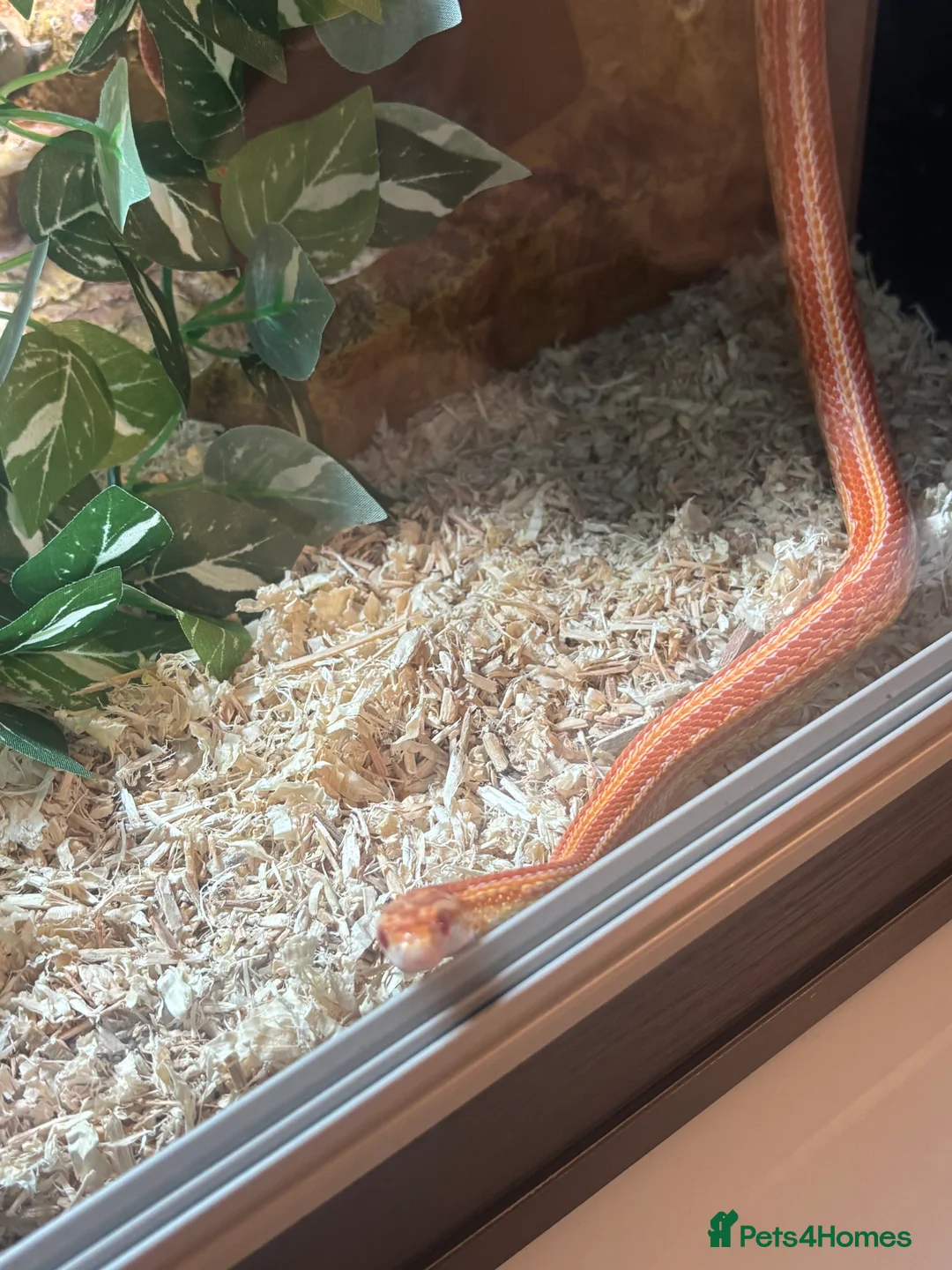 Corn Snake reptiles for sale: Juvenile Amel Tessera Corn Snake - Advert 8