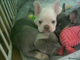 French Bulldog dogs - Advert 15