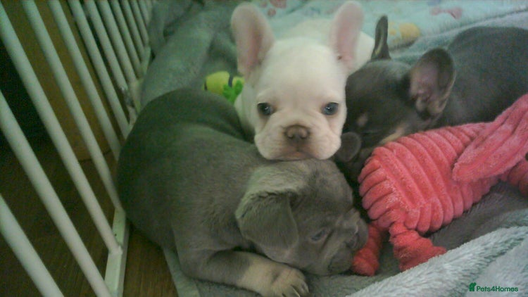 French Bulldog dogs - Advert 1