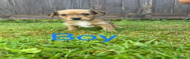 Mixed Breed Puppy 4