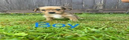 Mixed Breed dogs for sale: Jack Russell X Norfolk Terrier Puppies  in Dereham - Advert 4