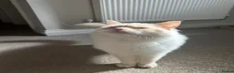 Ragdoll cats for sale: Benny looking for his forever home  - Advert 6