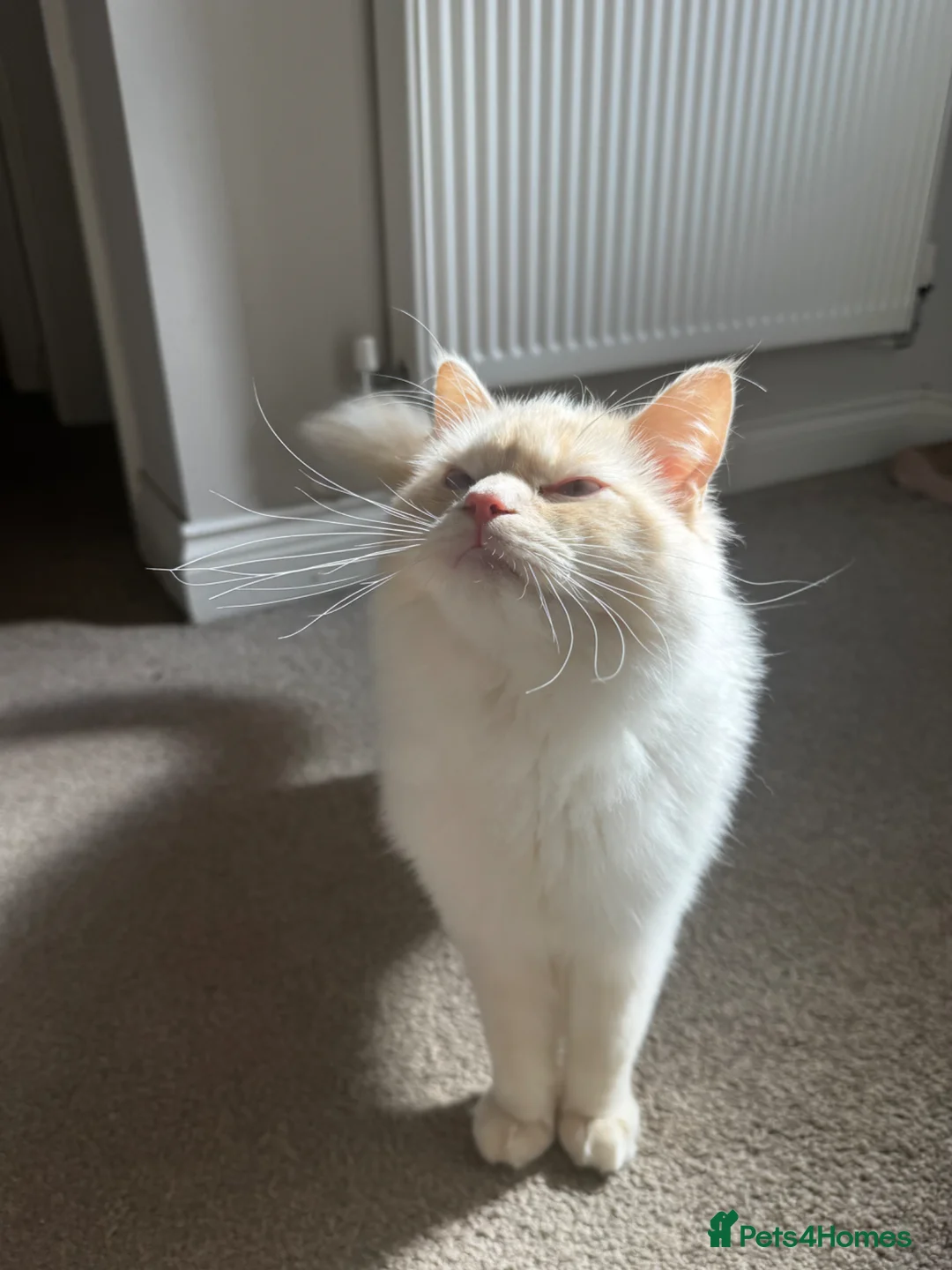 Ragdoll cats for sale: Benny looking for his forever home  - Advert 6