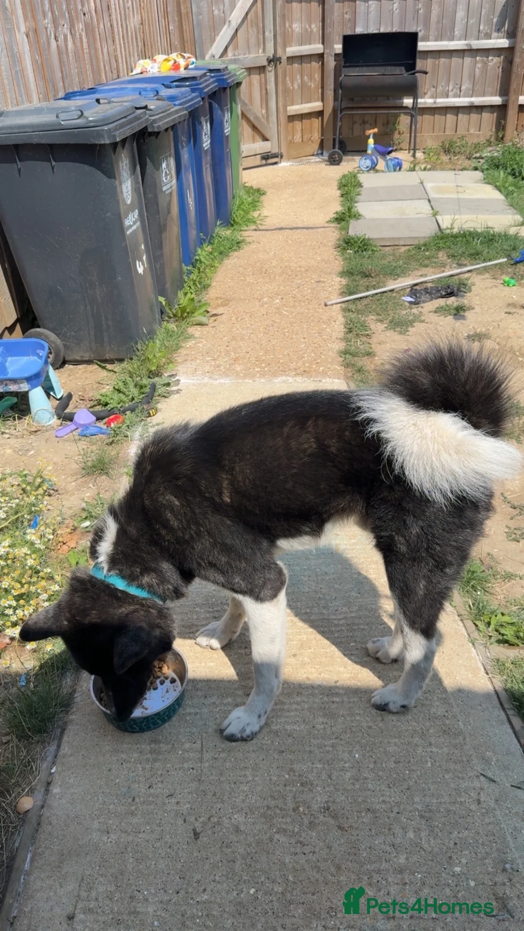 Akita dogs for sale: Selling my dog in Cambridge - Advert 2