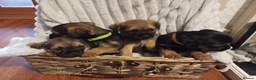 Border Terrier dogs for sale: Beautiful border terrier puppies  - Advert 3