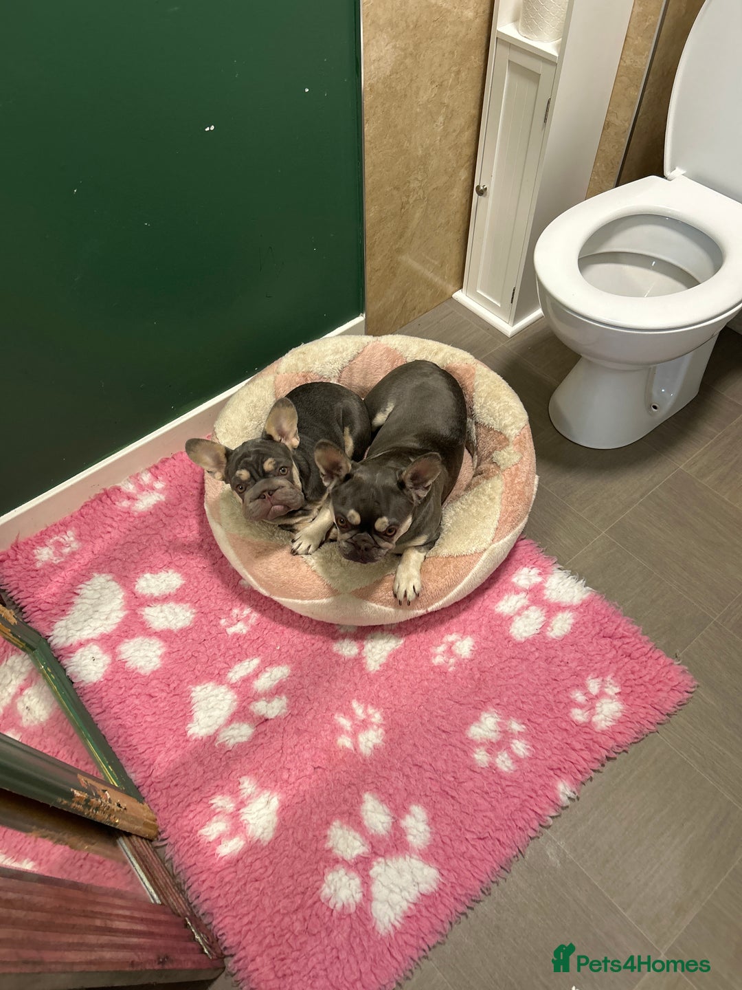 French Bulldog dogs for sale: French bulldog big rope - Image 1