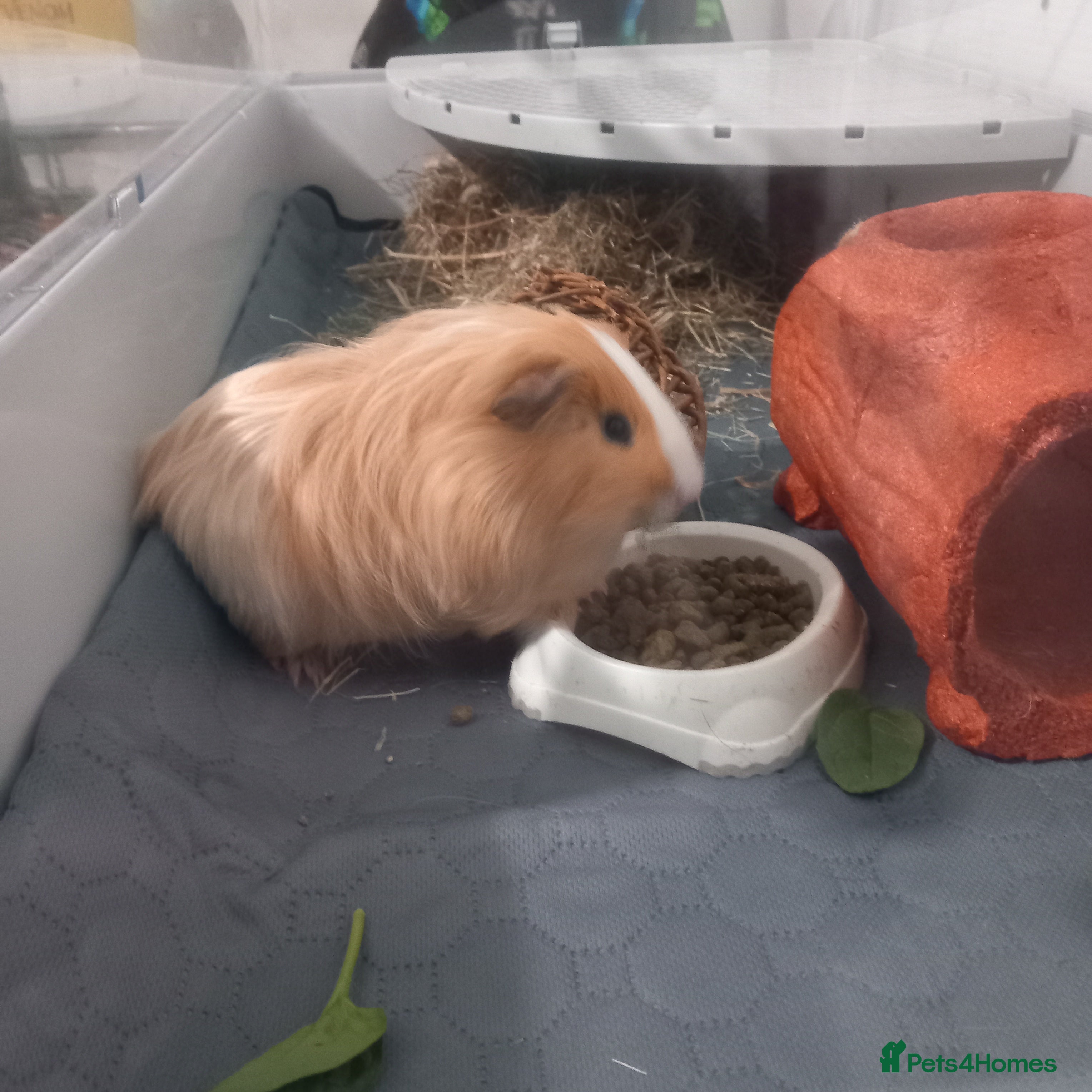 Guinea Pig rodents Male guinea pig  - Advert 18