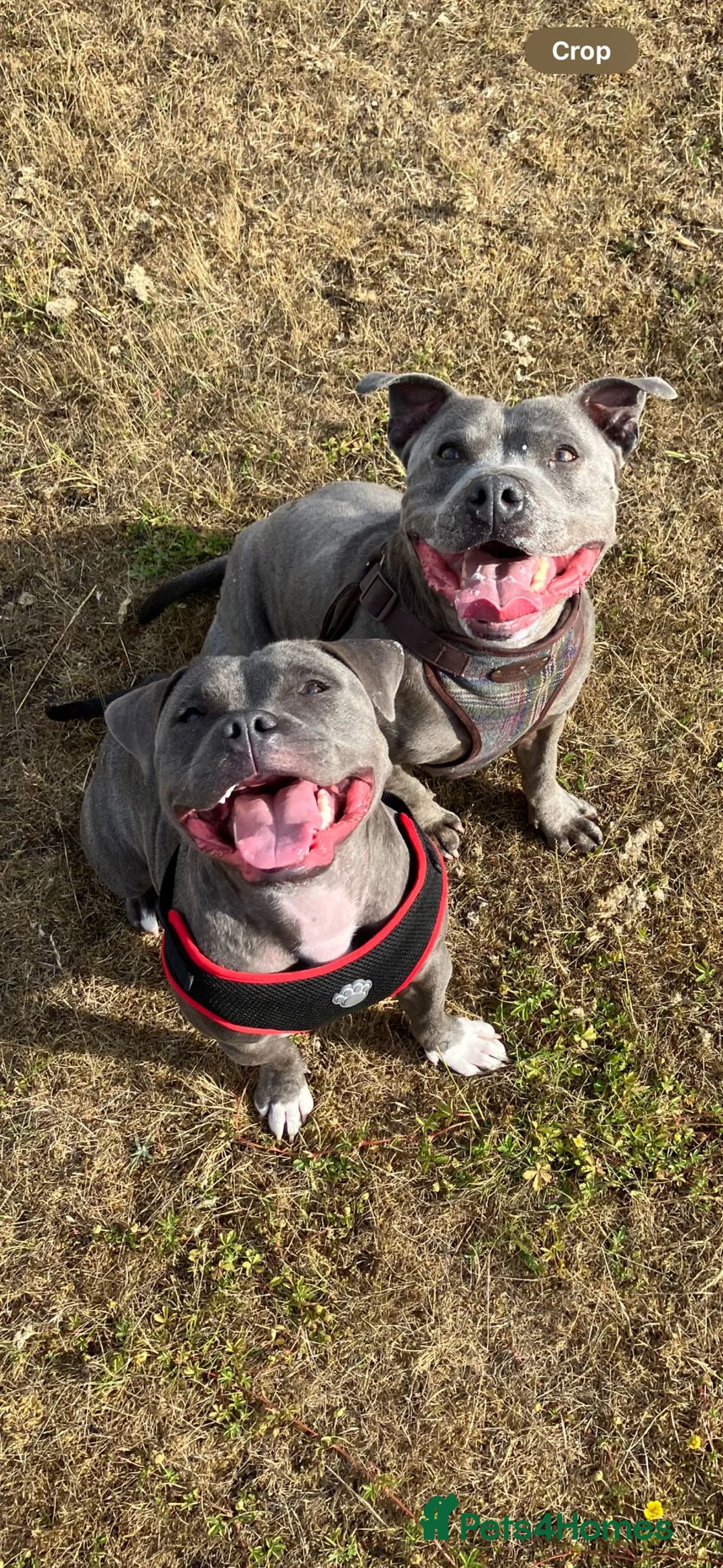 Staffordshire Bull Terrier dogs for sale: Blue Staffordshire bull terrier pups - Advert 2