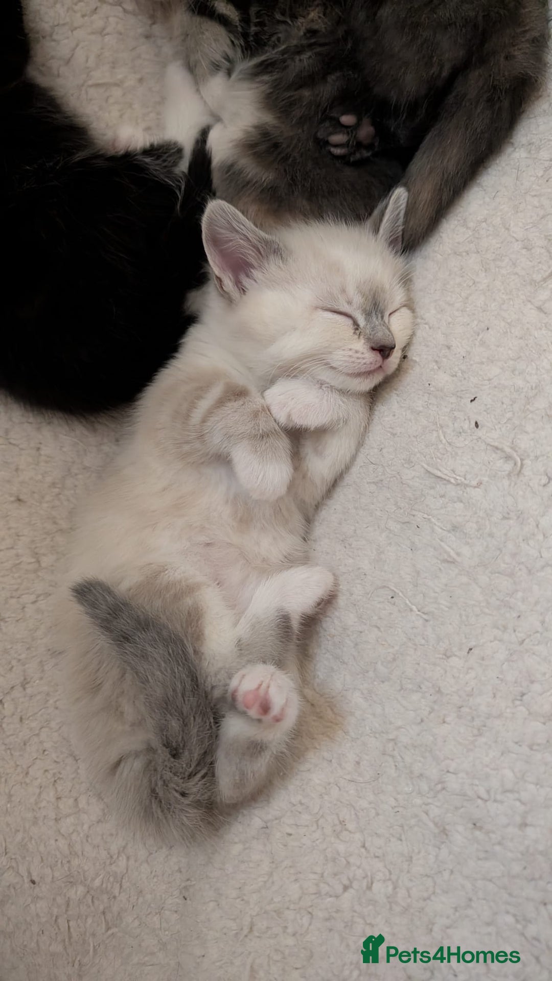 European cats for sale: 4 beautiful kittens for sale - Advert 23